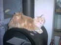 Maine Coon pasoa (død):