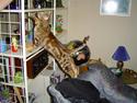 Ocicat Tabby
