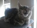 Maine Coon MissB`cats Benelli