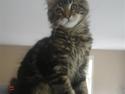 Maine Coon DK Kruse Aladar(Solgt)