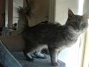 Maine Coon DK Kousgård Bianka
