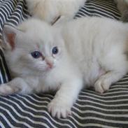 Ragdoll Gaia