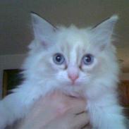 Ragdoll Gaia