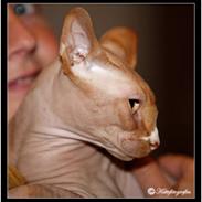 Sphynx skalde/polkagris 