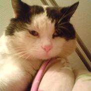 Huskat Mister        R.I.P :-(