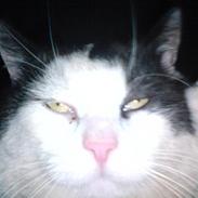 Huskat Mister        R.I.P :-(