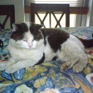 Huskat Mister        R.I.P :-(