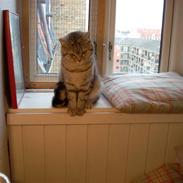 British Shorthair Cirkeline