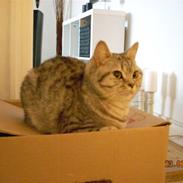 British Shorthair Cirkeline