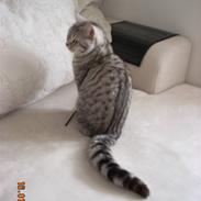 British Shorthair Cirkeline