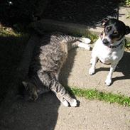 Huskat Mikki