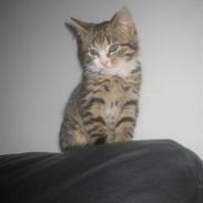 Huskat Diego Von Misberg