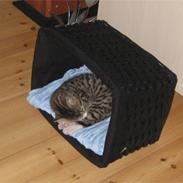 Huskat Diego Von Misberg