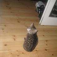 Huskat Diego Von Misberg