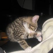 Huskat Diego Von Misberg