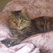 Blanding af racer Kitty