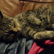 Blanding af racer Kitty