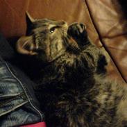 Blanding af racer Kitty