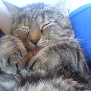 Blanding af racer Kitty