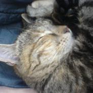 Blanding af racer Kitty