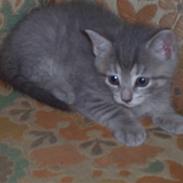 Huskat Miss ismiss