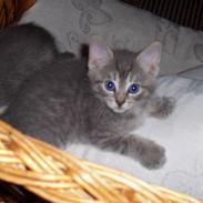 Huskat Miss ismiss