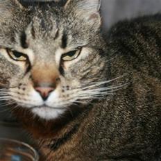 Huskat Kitty *R.I.P*