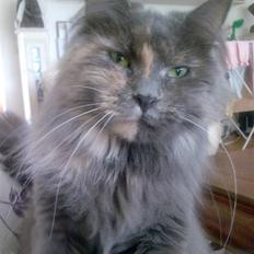 Maine Coon Nala
