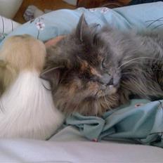 Maine Coon Nala