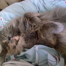 Maine Coon Nala