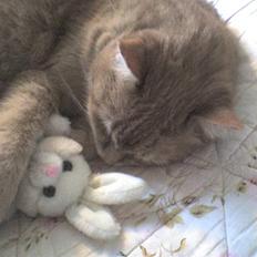 Huskat Casper *død*