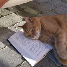 Huskat Casper *død*