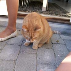 Huskat Casper *død*