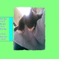 Norsk Skovkat Bette-mis