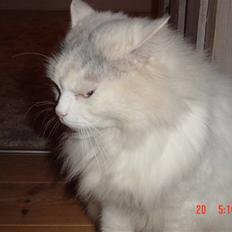 Blanding af racer Frede