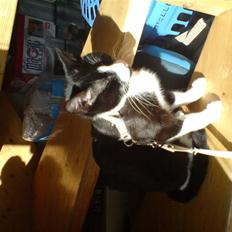 Huskat Miss Black Mystic <3 R.I.P :'(