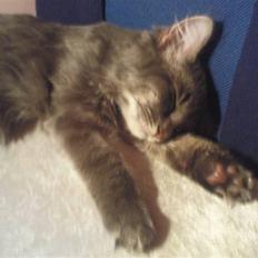 Blanding af racer Basse Missen