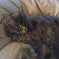 Blanding af racer Basse Missen