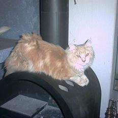 Maine Coon pasoa (død):