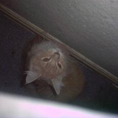 Maine Coon pasoa (død):