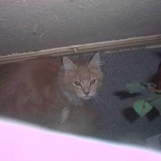 Maine Coon pasoa (død):