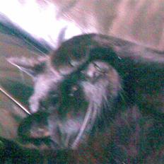 Blanding af racer Mickey 