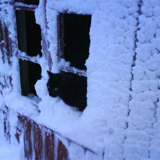 Blanding af racer Mickey 