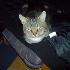 Blanding af racer ozzy osbourne