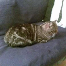 Blanding af racer ozzy osbourne