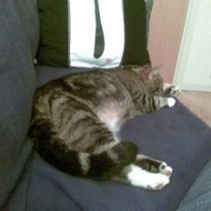 Blanding af racer ozzy osbourne