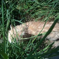 Maine Coon DK Nakipa`s Obsession