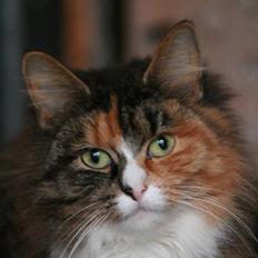 Blanding af racer Stritter