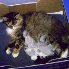 Blanding af racer Stritter