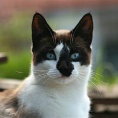 Blanding af racer Diva